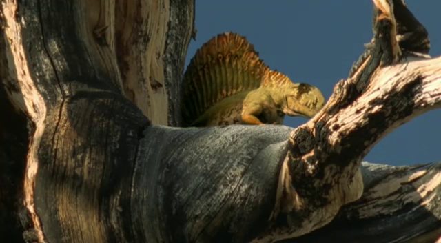 A baby dimetrodon in a tree, hiding from a hungry adult dimetrodon (out of frame)